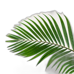 Plum Leaf